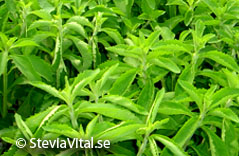 SteviaVital - Stevia shrub - close-up